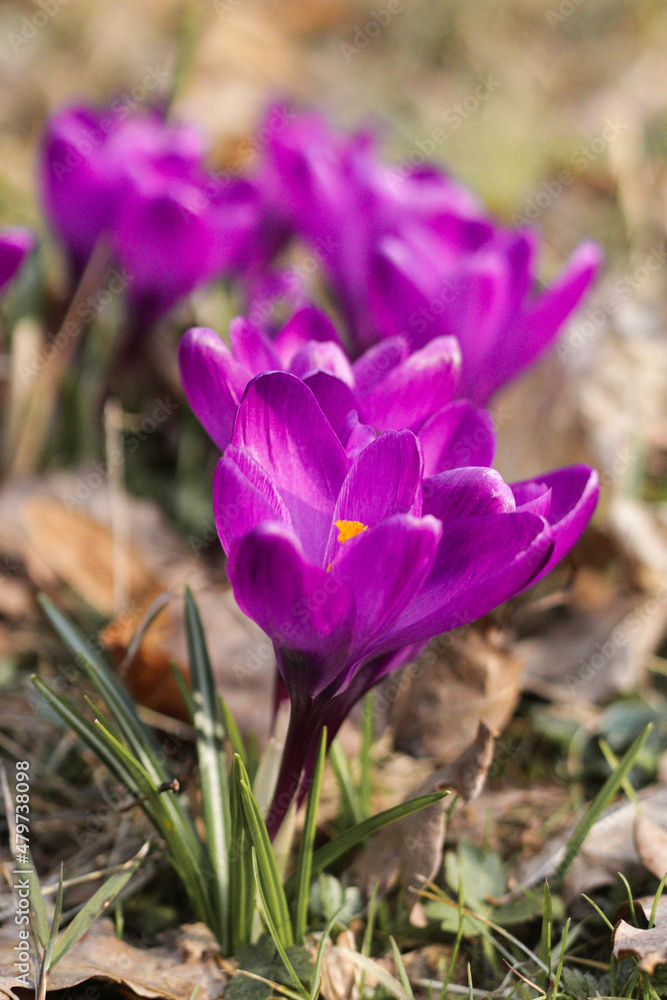 Spring primroses, purple crocuses on a flowerbed in the rays of the sun, close-up. Spring primroses, purple crocuses on a flowerbed in the rays of the sun, close-up.