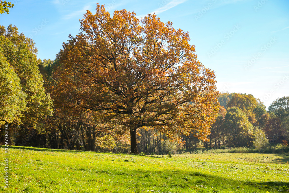 Herbstliche Landschaft mit herbstlich bunt gefärbte Bäume, Indian Summer.