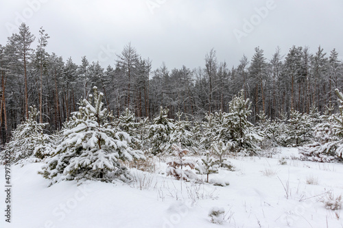 Beautiful forest winter, snowy landscapes. Snow lies on tree branches and on the ground.  © homeworlds