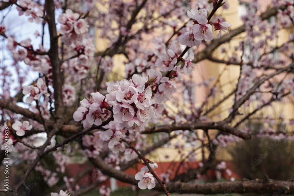Blooming pink cherry in the spring in the garden, close-up.