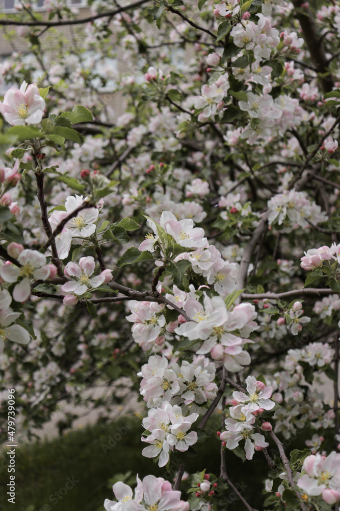 Blooming apple tree in spring, large white flowers and buds on the tree against the blue sky. Blooming apple tree in spring, large white flowers and buds on the tree against the blue sky.