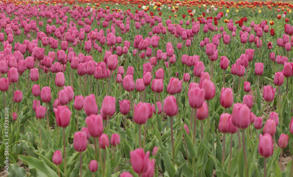 Large field of pink tulips in spring.