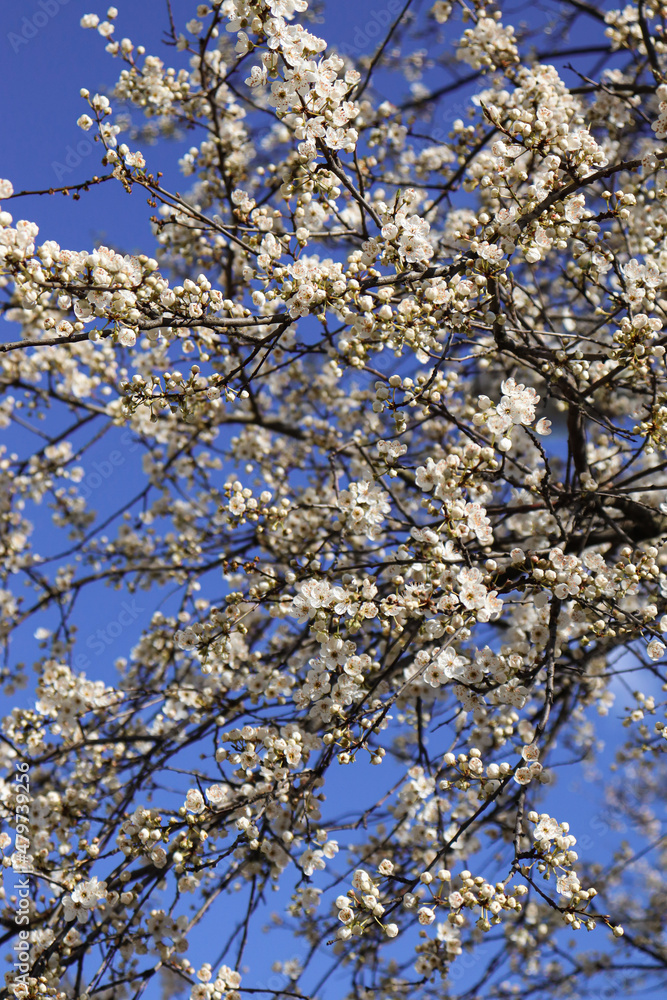 Cherry blossoms in spring, white flowers on branches against the sky.
Cherry blossoms in spring, white flowers on branches against the sky.