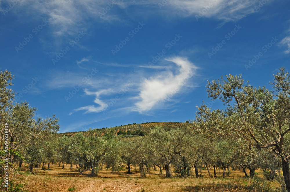 Colline ed uliveti dell'Umbria a Trevi