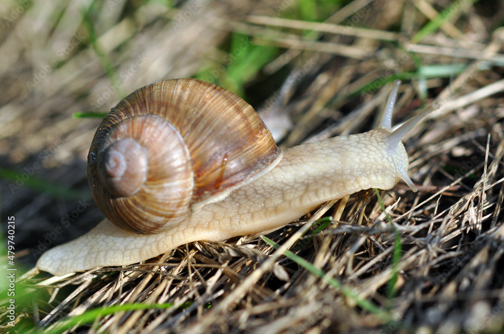 Snail. Snail.