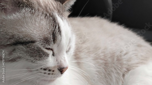 Profile of a sleeping white cat, a white cat is sleeping