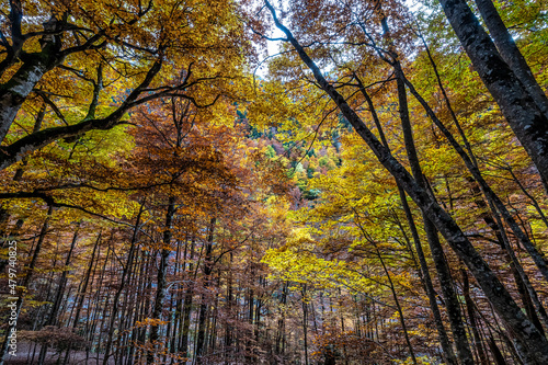 Colorful beech fall forest in Ordesa and Monte Perdido NP  Pyrenees  Aragon in Spain