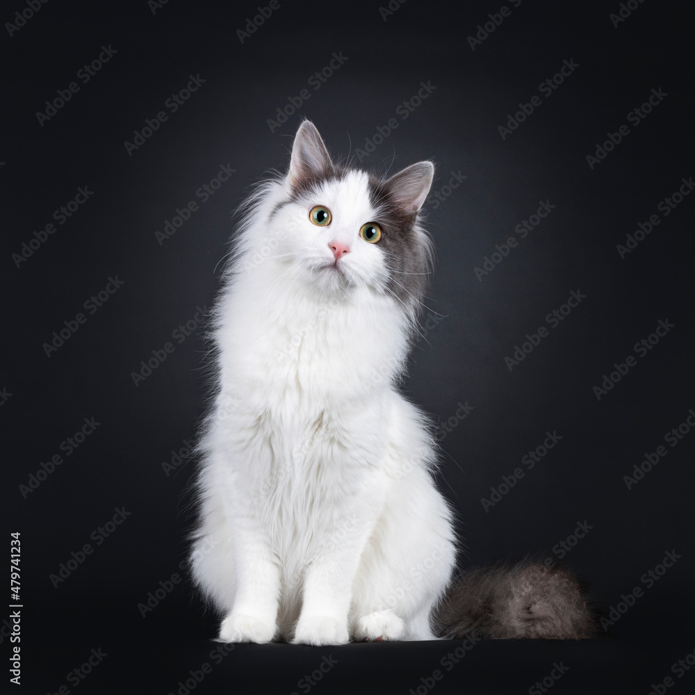 Fototapeta premium Expressive young Turkish Van cat, sitting up facing front with cute head tilt. Looking towards camera. Isolated on a black backgroud.