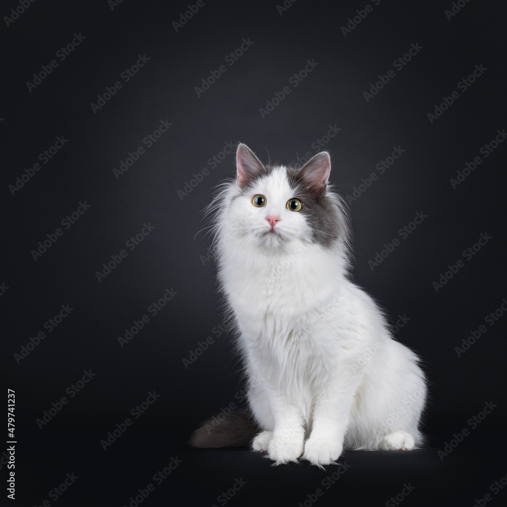 Expressive young Turkish Van cat, sitting up facing front with cute head tilt. Looking beside and away from camera. Isolated on a black backgroud.