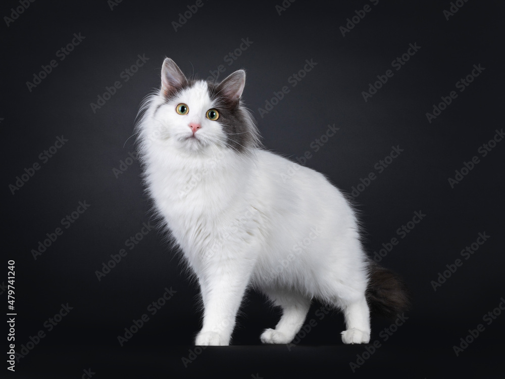 Expressive young Turkish Van cat, standing side ways. Looking towards camera. Isolated on a black backgroud.