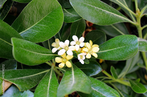 white and yellow flowers