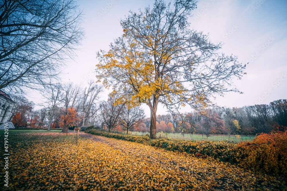 colored autumn landscape in the park with path