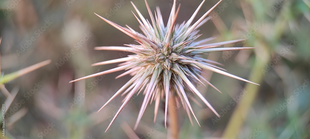 close up of a thistle