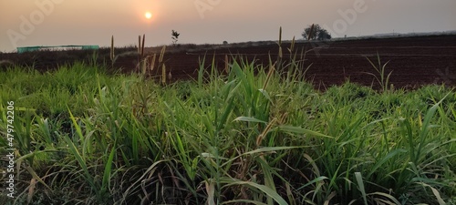 reeds at sunset