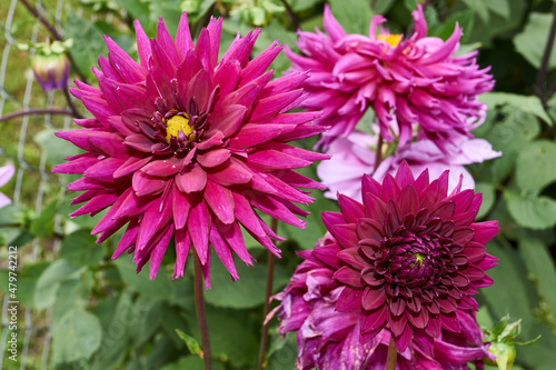 Dahlias are blooming in the garden of the country house. Dahlia  lat. Dahlia  is a genus of perennial herbaceous plants of the Asteraceae family with tuberous roots and large flowers of bright color.