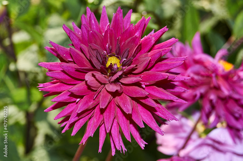 Dahlias are blooming in the garden of the country house. Dahlia (lat. Dahlia) is a genus of perennial herbaceous plants of the Asteraceae family with tuberous roots and large flowers of bright color.