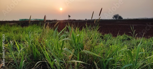 sunset over grass