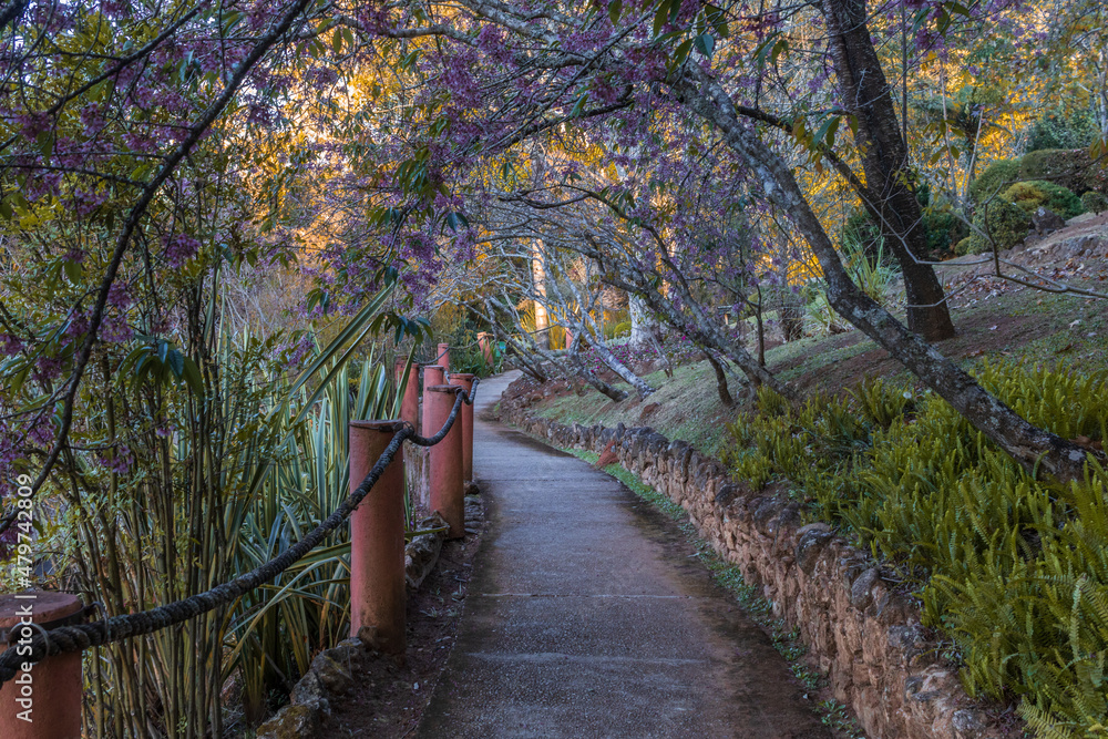 Jardim em Santo Antônio do Pinhal, São Paulo