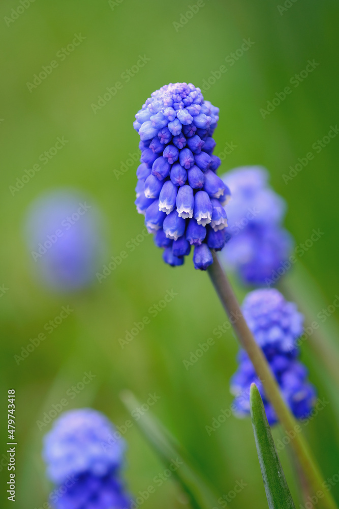 Grape hyacinths or blue muscari in spring garden. Beautiful bokeh background, outdoors, close-up Grape hyacinths or blue muscari in spring garden. Beautiful bokeh background, outdoors, close-up