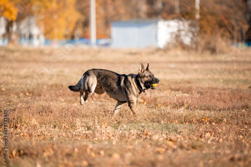 Fototapeta Naklejka Na Ścianę i Meble -  Beautiful dog breed German Shepherd in autumn 