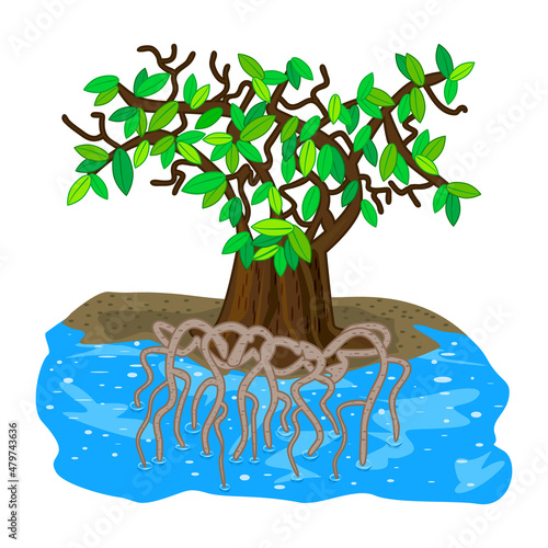 Mangrove tree isolated on white background. Tropical tree on the beach with tangled underwater strong roots and green leaves. Tropic plant growing in salt waters. Forest in swamp. Vector illustration
