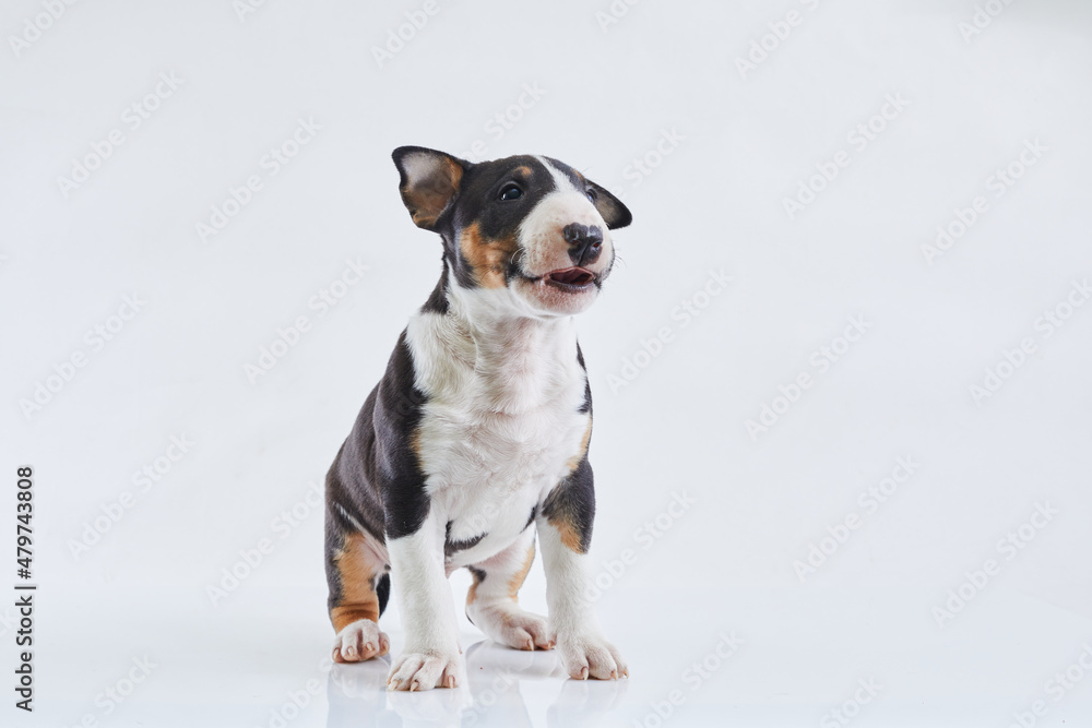 Adorable bull terrier puppy curious posing on studio white background. Miniature bullterrier boy.