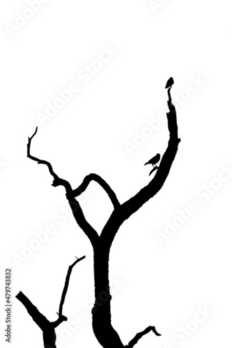 vector silhouette of the birds on a branching tree, vector silhouette of the birds on a branch.