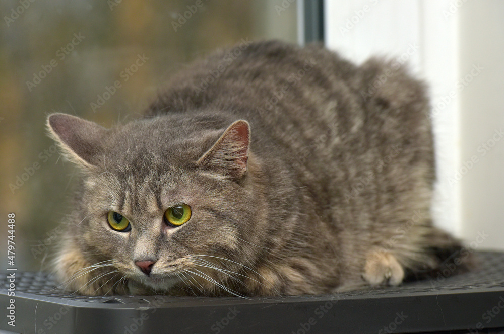 smoky tabby cat on the background of a window