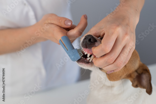 Woman veterinarian brushes the teeth of the dog jack russell terrier with a special brush putting it on her finger.