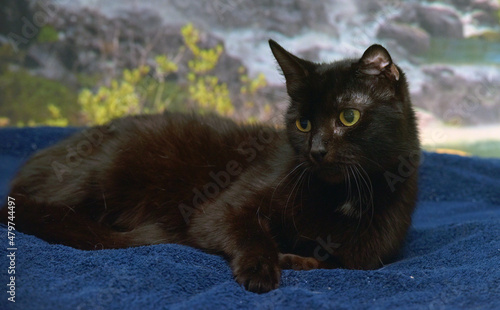 black cat at the age of 15