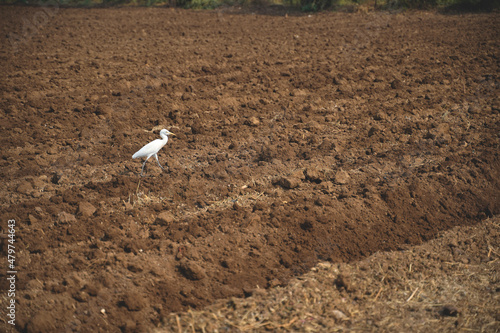 Flamingo birds standing in agriculture field.