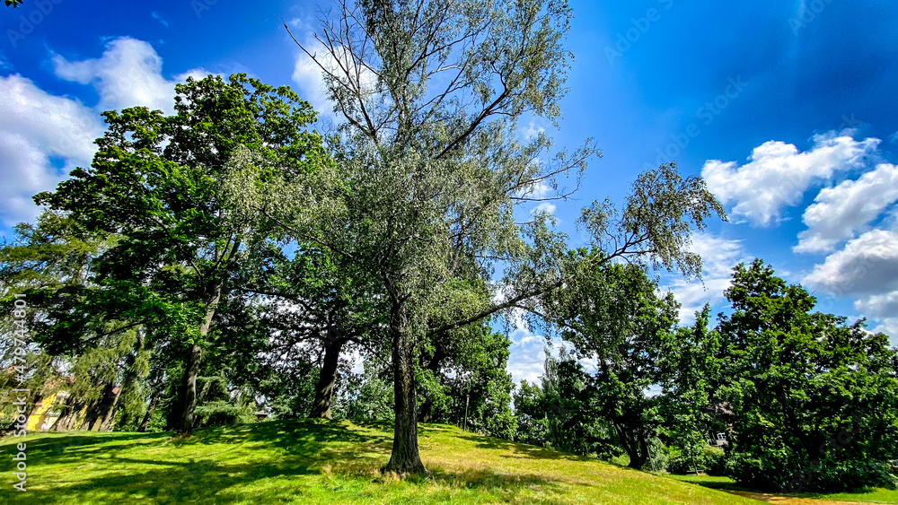 Fototapeta premium tree in the sky of city park in Liberec, Czech Republic