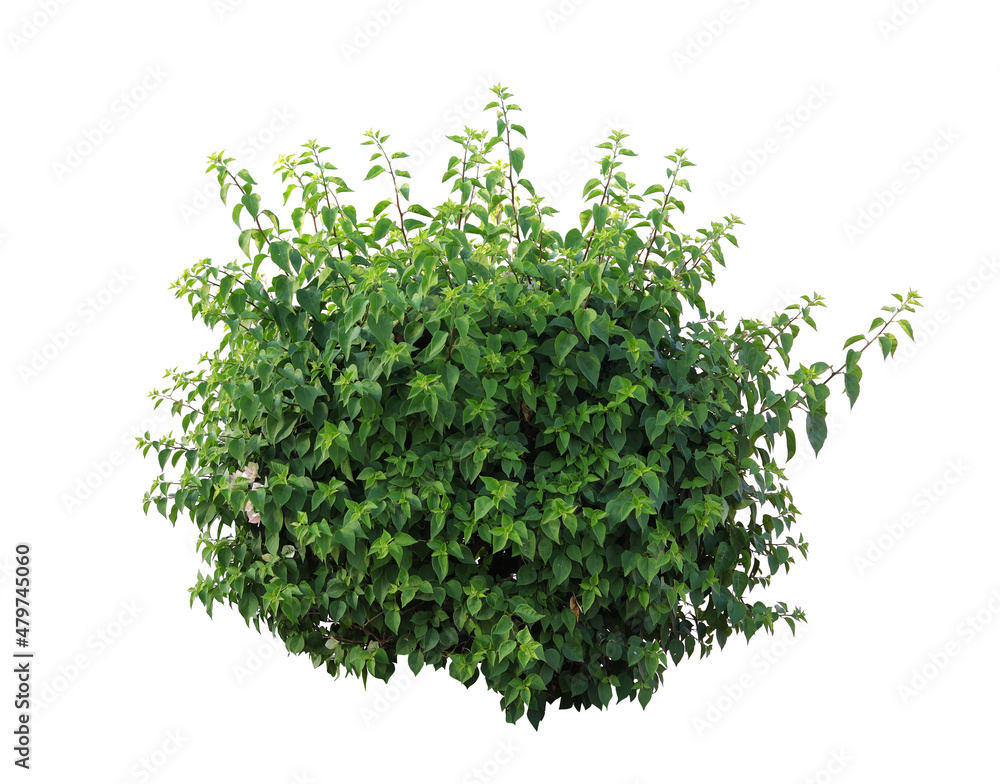 Obraz premium Tropical shrub bush tree isolated plant with clipping path.
