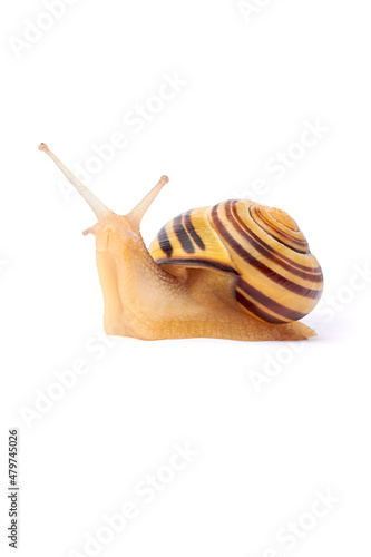 A snail is, in loose terms, a shelled gastropod. The name is most often applied to land snails, terrestrial pulmonate gastropod molluscs.. Close-up image. Snail on a white background. Isolate photo