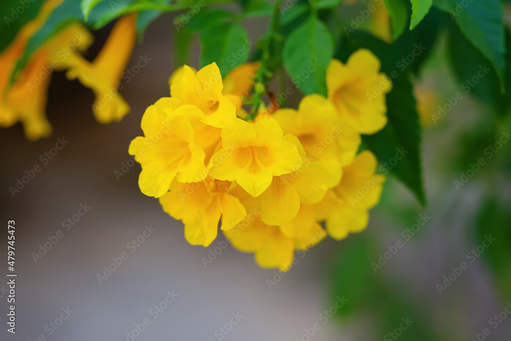 Close up bush of Yellow elder, Trumpetbush or Trumpet Flower on the branch Close up bush of Yellow elder, Trumpetbush or Trumpet Flower on the branch