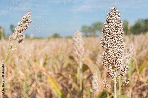 Millet or Sorghum an important cereal crop in field. are ready for harvest. It is a major source of grain and feed for livestock