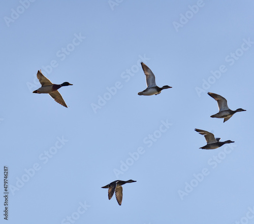 Wild ducks in flight © Xalanx