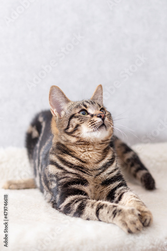 A kitten with black streaks on its fur lies on its couch and follows the toy out of the frame with its eyes