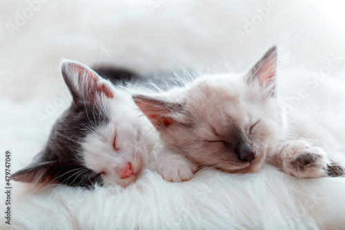 Fototapeta Couple little happy Cute kittens in love sleep together on white fluffy plaid