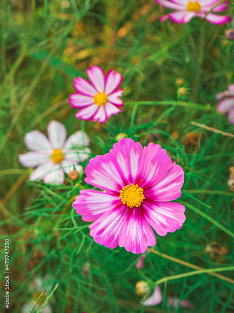 Pink cosmos blooming in the field (들판에 핀 분홍빛 코스모스) Pink cosmos blooming in the field (들판에 핀 분홍빛 코스모스)