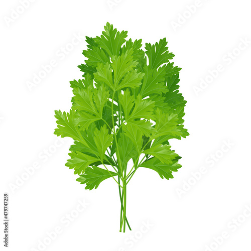 Green sprigs of parsley, cilantro seasoning, herb for cooking.