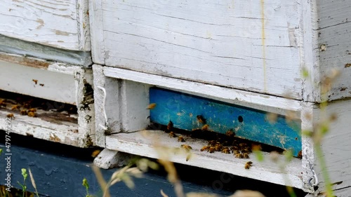 wooden beehives summer, bright sun illuminates the bee houses, insects fly home with the collected honey, concept of beekeeping, getting useful honey, natural ecological product