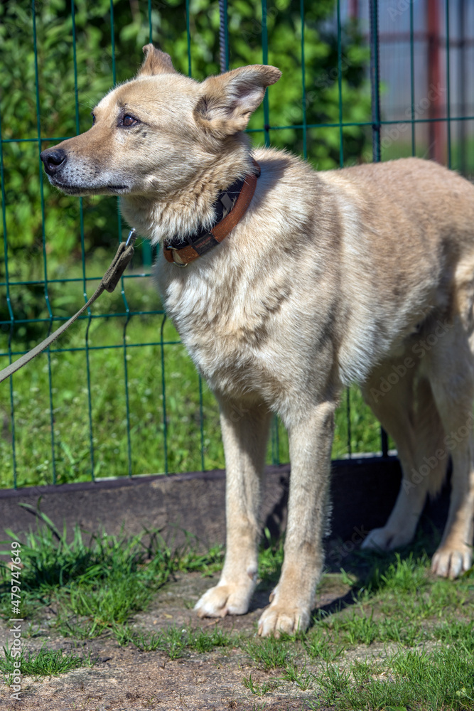 beige mongrel dog on a leash against a background of greenery in summer beige mongrel dog on a leash against a background of greenery in summer