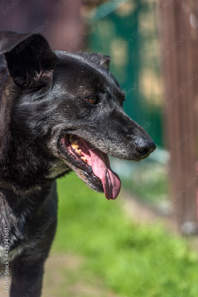 black dog mongrel on a leash in summer black dog mongrel on a leash in summer