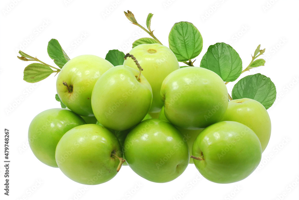 Green jujube fruit isolated on white background Green jujube fruit isolated on white background