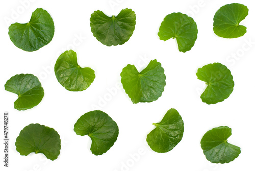 centella asiatica leaves isolated on white background