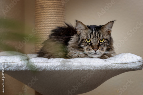 Fototapeta Maine Coon tomcat lies attentively on the surface of a scratching post