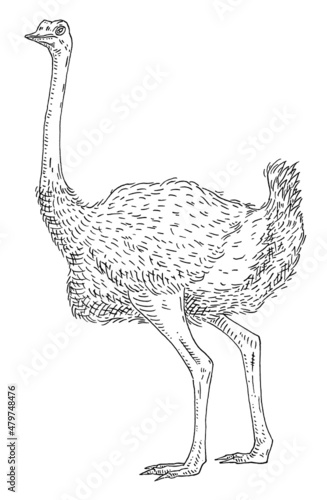 Standing ostrich. Side view. Vintage vector engraving black