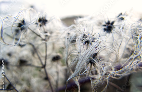 Close-up of the fluffy fruits of Old-Man's-Beard (Clematis vitalba), also known as Traveller's Joy, growing wild along the top of a hedge in Limburg, Southern Netherlands.
