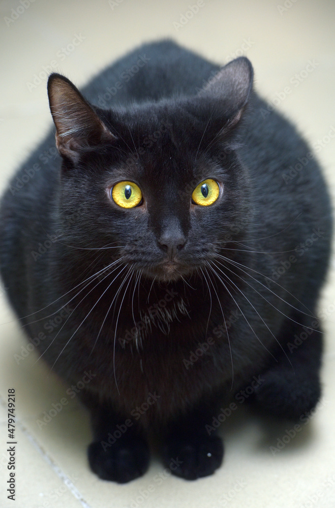 black shorthaired cat with yellow eyes